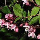 Deutzia ×rosea Nikko Blush