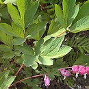 Dicentra spectabilis (serduszka okazałe)