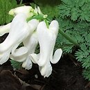 Dicentra Ivory Hearts
