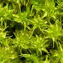Diobelonella palustris (krokiewka bagienna)