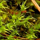 Dicranella (widłoząbek)