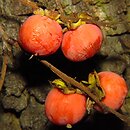 Diospyros (hurma)