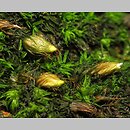Diphyscium foliosum (koimek bezłodygowy)