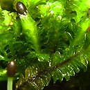 Diplophyllum (dwupłat)
