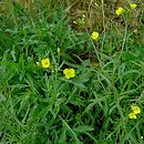 Diplotaxis tenuifolia (dwurząd wąskolistny)