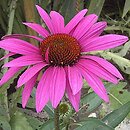 Echinacea (jeżówka)