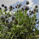Echinops ritro (przegorzan pospolity)