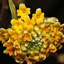 Edgeworthia chrysantha (edgeworthia papierodajna)