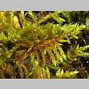 Entodon concinnus (rokietniczek strojny)