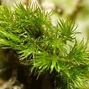 Eucladium verticillatum (gałęziak prząślik)