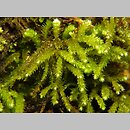 Eurhynchium angustirete (dzióbkowiec Zetterstedta)