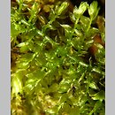 Oxyrrhynchium (dzióbek)