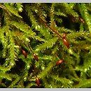 Eurhynchium (dzióbkowiec)