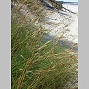 Festuca villosa (kostrzewa kosmata)