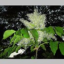 Fraxinus ornus (jesion mannowy)