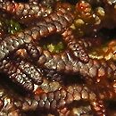 Frullania tamarisci (miedzik tamaryszkowy)
