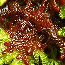 Frullania (miedzik)