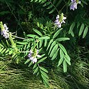 Galega officinalis (rutwica lekarska)