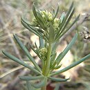 Galium glaucum (przytulia sina)