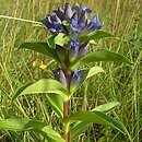 Gentiana cruciata (goryczka krzyżowa)