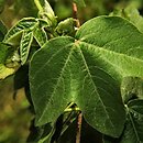 Gossypium barbadense (bawełna peruwiańska)