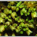 Gymnomitrion (srebrzyk)