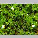 Gymnostomum calcareum (nagosz wapienny)