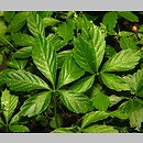 Gynostemma pentaphyllum (jaogulan)