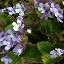 Haberlea rhodopensis