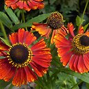Helenium Rubinzwerg