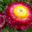 Helichrysum bracteatum (kocanki ogrodowe)