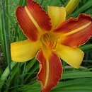 Hemerocallis ×hybrida Sammy Russel