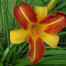 Hemerocallidoideae (liliowcowate)