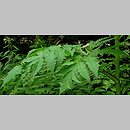 Heracleum mantegazzianum (barszcz Mantegazziego)