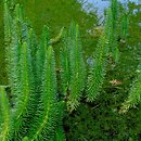 Hippuris vulgaris (przęstka pospolita)