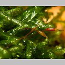 Neckeraceae (miecherowate)
