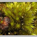 Homalothecium (namurnik)