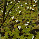 Lemno-Hydrocharitetum morsus-ranae - zespół żabiścieku pływającego
