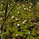 Hydrocharitaceae (żabiściekowate)