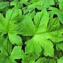 Hydrophyllum canadense (czerpatka kanadyjska)