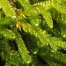 Hypnum cupressiforme (rokiet cyprysowy)