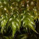Hypnum cupressiforme var. lacunosum