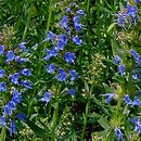 Hyssopus officinalis (hyzop lekarski)