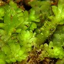 Diplophyllum obtusifolium (dwupłat tępolistny)