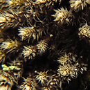 Hedwigia stellata (hedwigia gwiazdkowata)