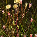 Erigeron acris ssp. serotinus (przymiotno ostre późne)