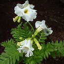 Incarvillea (inkarwilla)