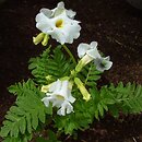Incarvillea delavayi (inkarwilla Delavaya)