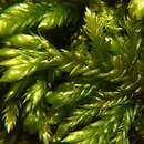 Isothecium (myszeniec)