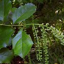 Itea ilicifolia (itea ostrokrzewolistna)